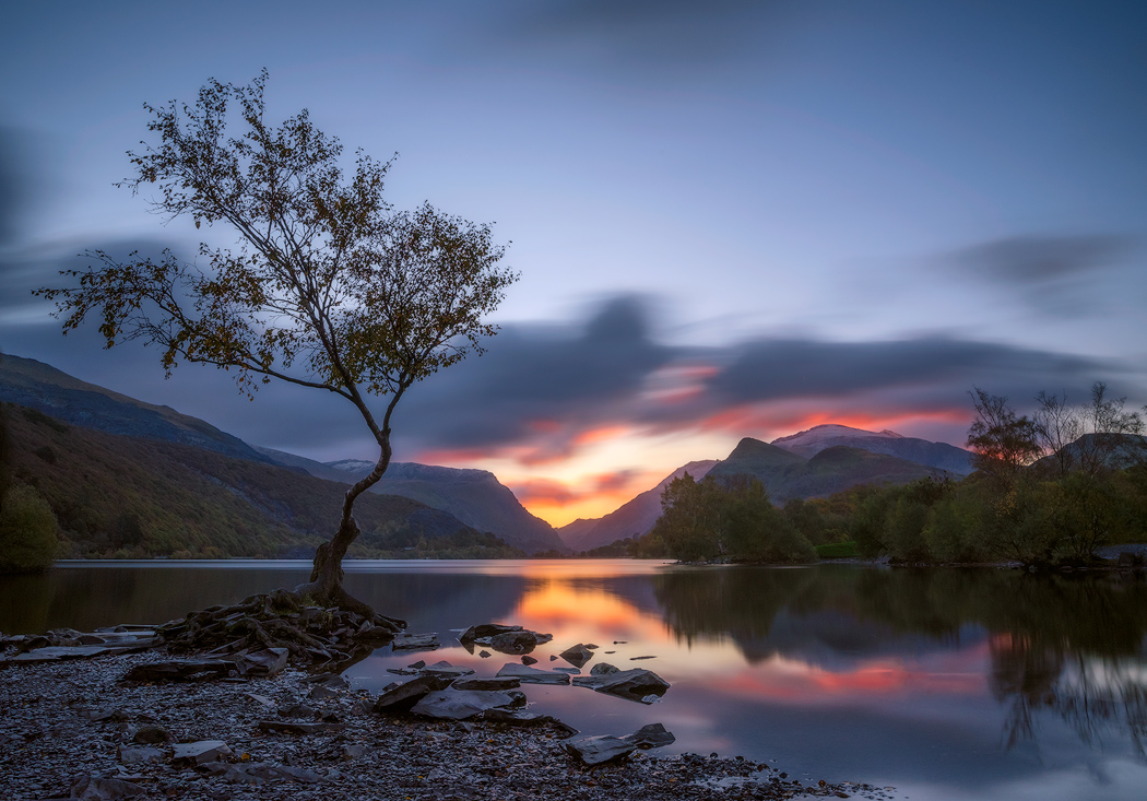 The lonely tree with mountains in the backgreound Llanberis, North Wales