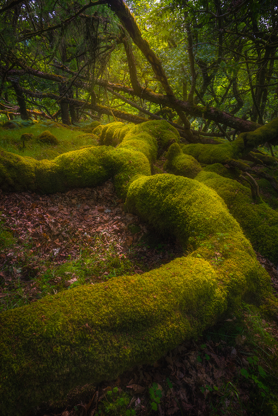 Mossy forest in Wicklow Mountains