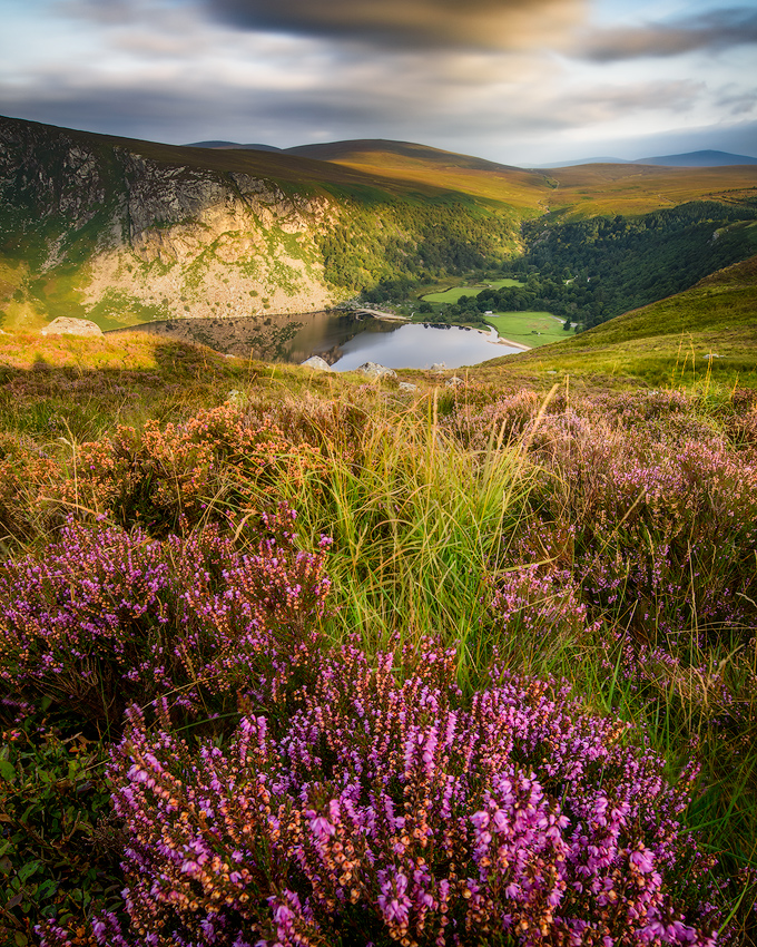 Heathers overlooking on Lough Tay in Wicklow Mountains
