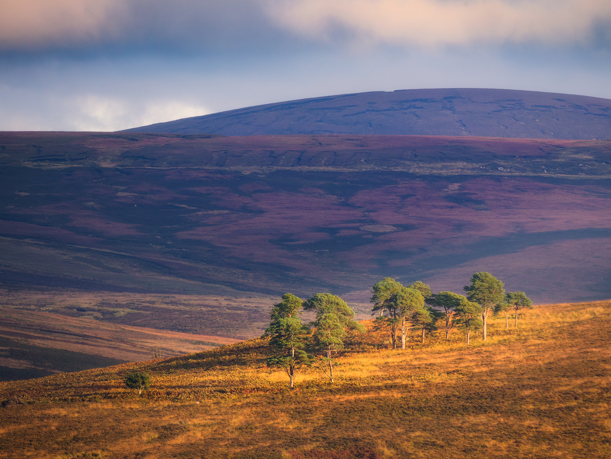 View of lonely trees and mountains in the Wicklow Mountains