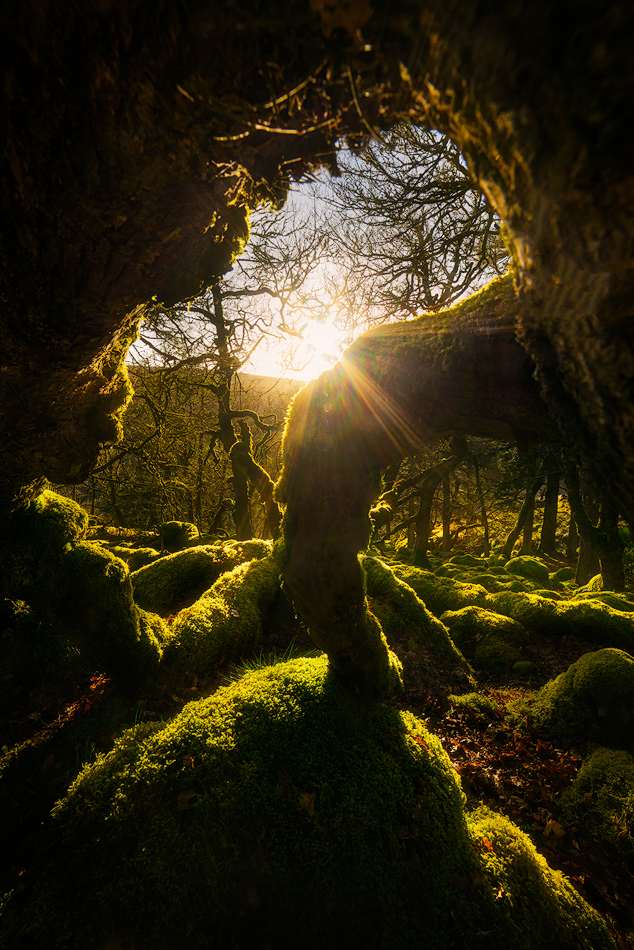 Magical mossy forest in Wicklow