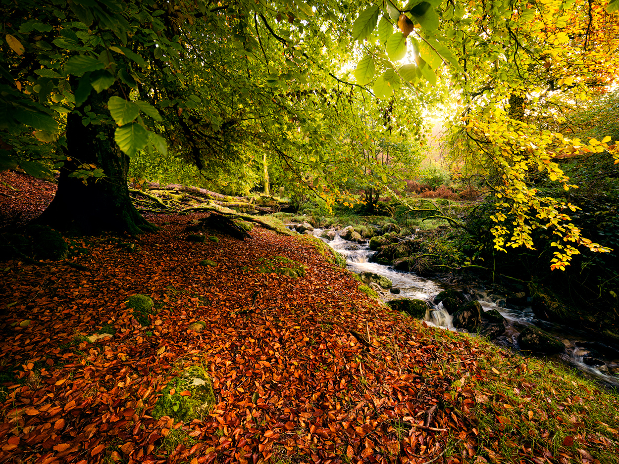 Pure nature wild Irish forest in Wicklow Mountains