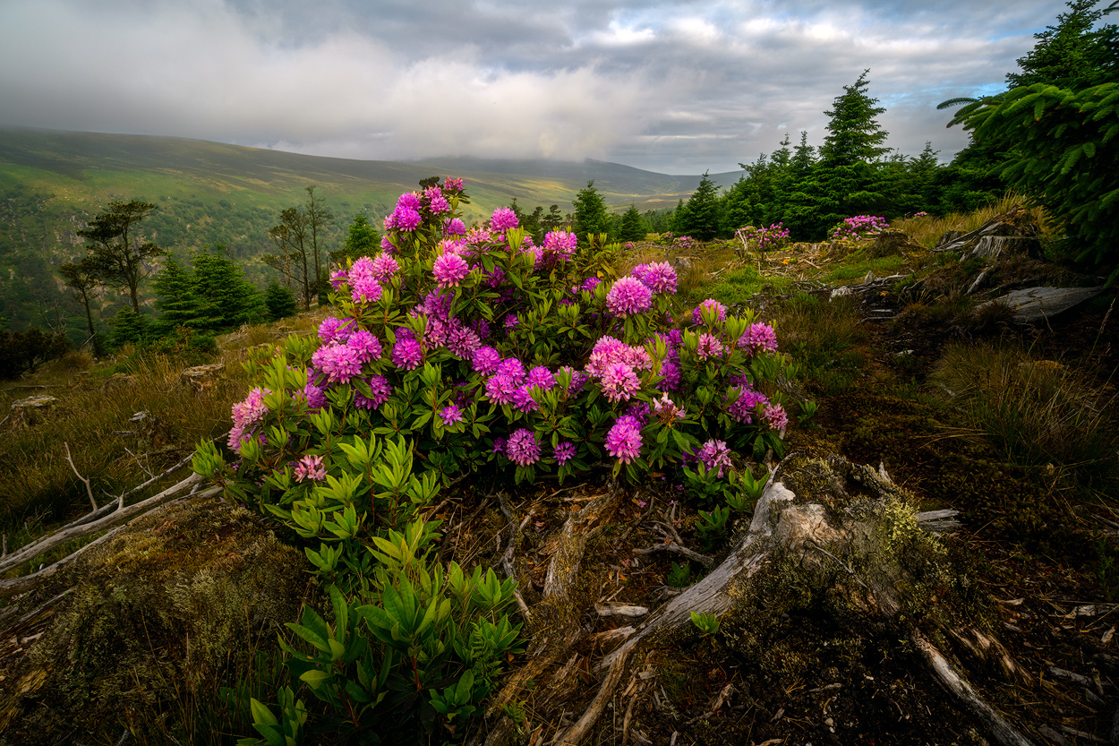 Rhododendrons in Wicklow Mountains