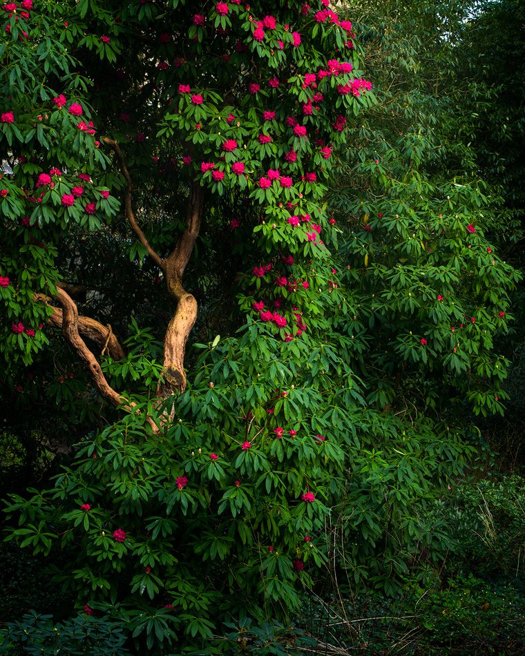 Rhododendrons in Mount Usher Gardens - Ashford